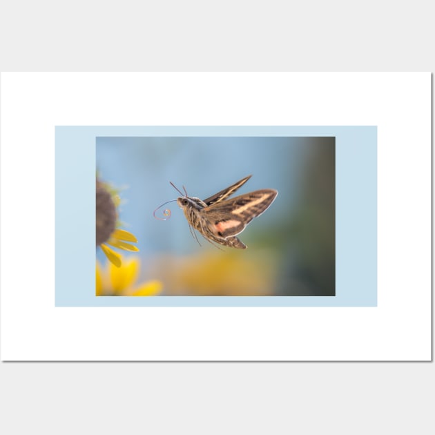 Hovering Hummingbird Moth Wall Art by Debra Martz